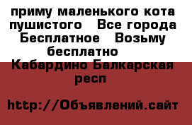 приму маленького кота пушистого - Все города Бесплатное » Возьму бесплатно   . Кабардино-Балкарская респ.